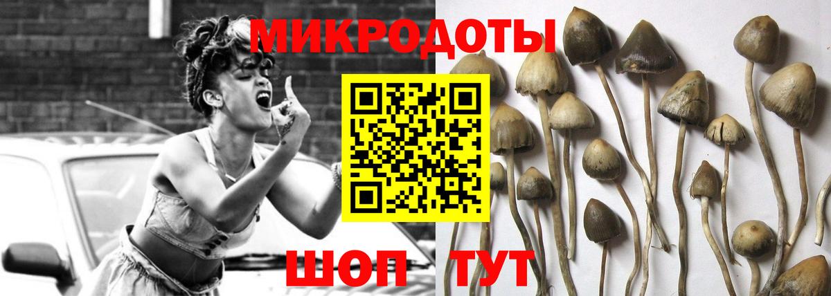 Галлюциногенные грибы Psilocybe Брянск